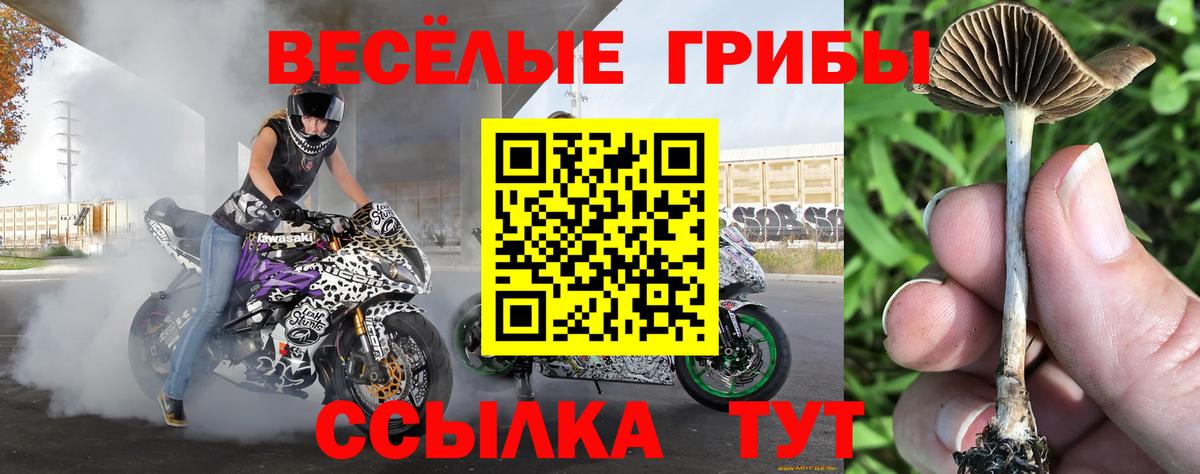 Псилоцибиновые грибы Psilocybe Чебоксары